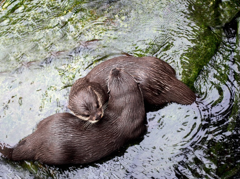 Weißt du, wie Otter schlafen?