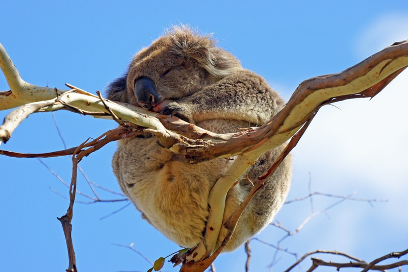 Wie lange können Koalas am Tag schlafen?