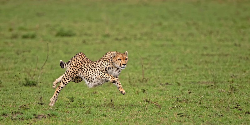 Wie schnell kann ein Gepard sein?