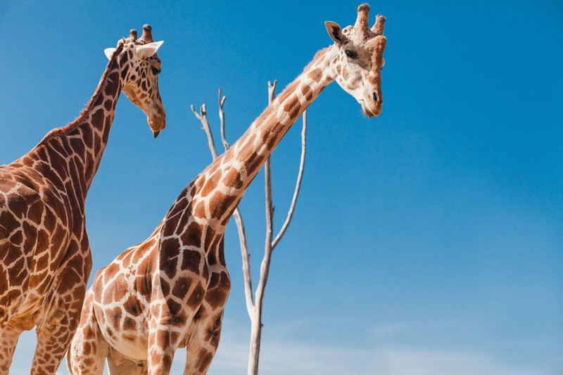Wie viele Wirbeln haben Giraffen?
