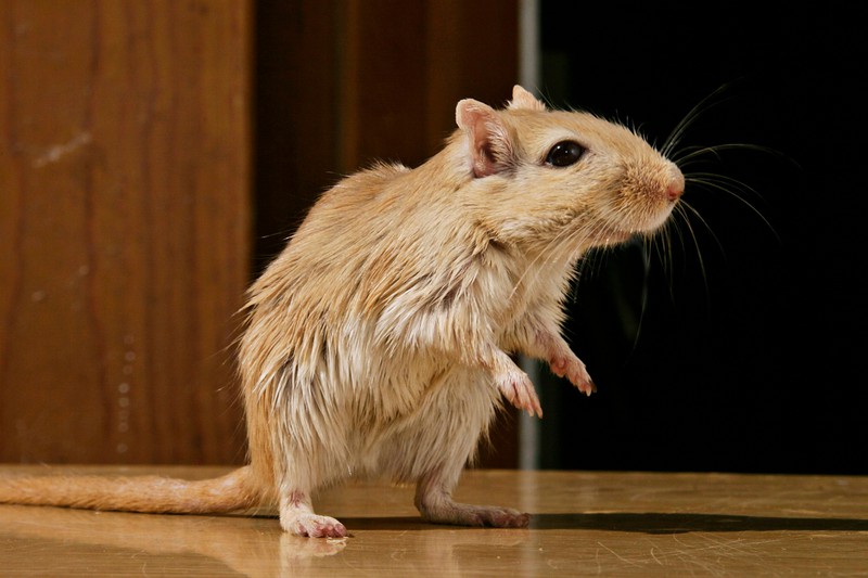 Mäuse sind nicht kuschelbedürftig und wollen daher lieber mit ihren Artgenossen in Ruhe gelassen werden