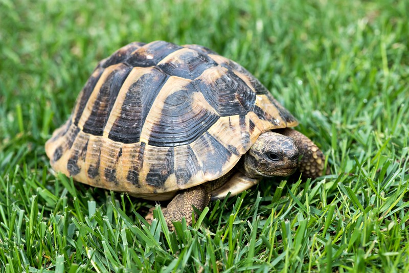 Schildkröten sind stressempfindlich und brauchen ein gleich bleibendes Umfeld