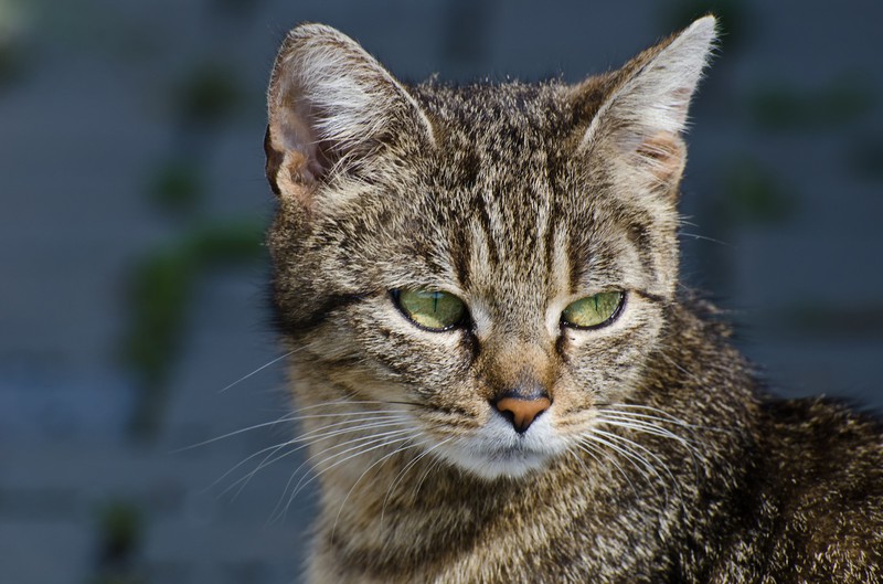 Katze schaut gelangweilt durch die Gegend