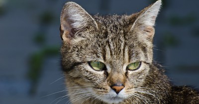 Tasche am Katzenohr: Das bedeutet das kleine Täschchen wirklich