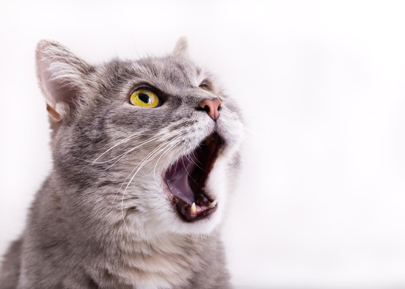 Katze gähnt