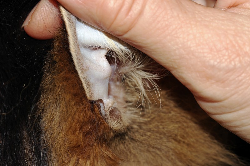 Tasche Am Katzenohr Das Bedeutet Das Kleine Täschchen Wirklich