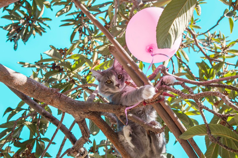 Katze im Baum