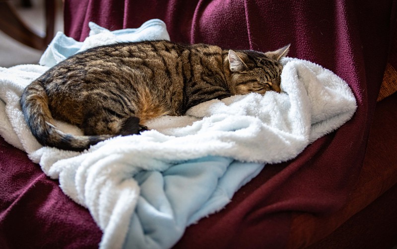 Katze mit Handtuch