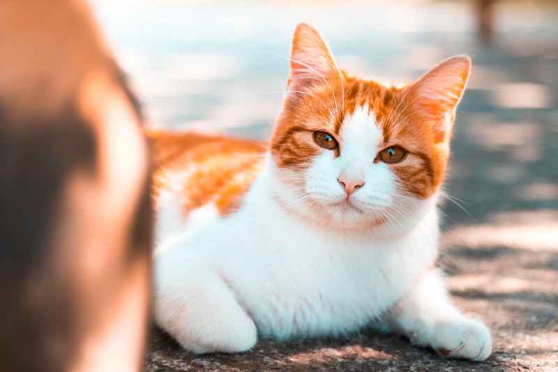 Katze in der Sonne