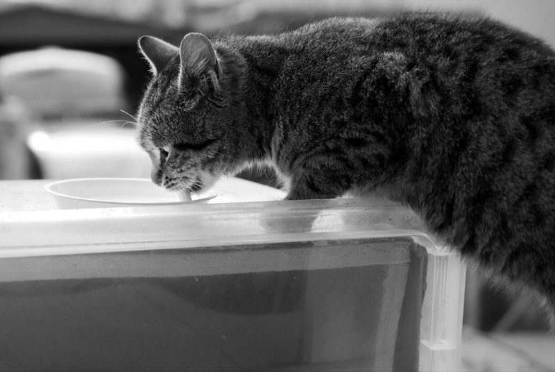 Katze trinkt Wasser