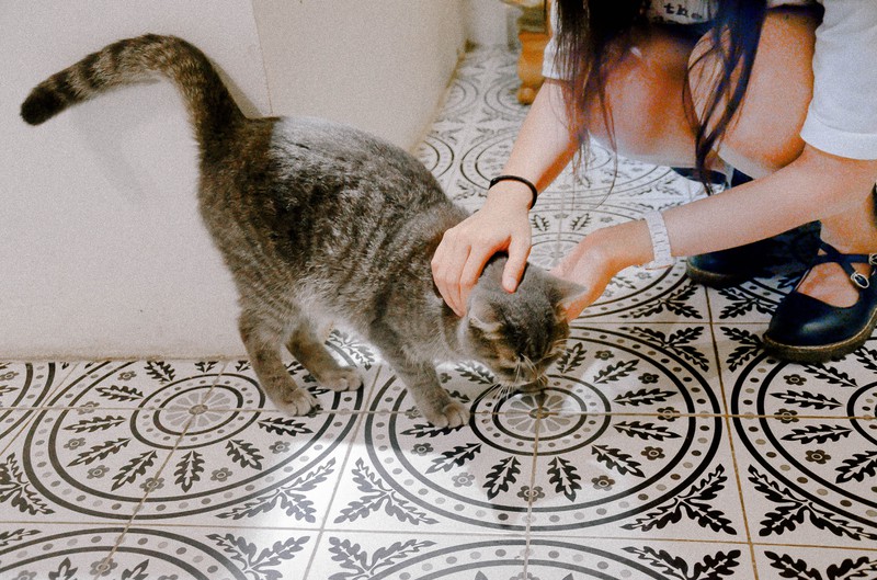 Katze wird gestreichelt