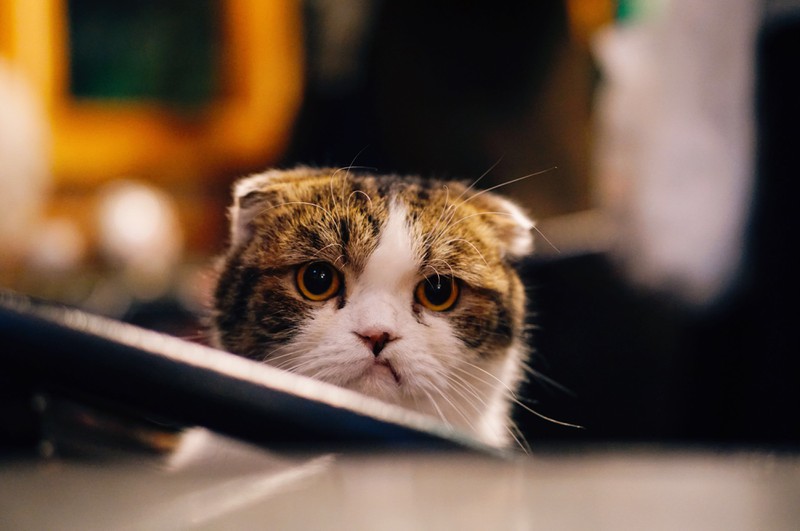 traurige Katze