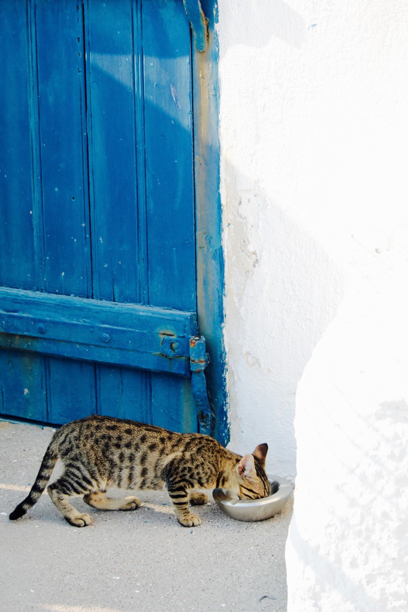 Katze die isst