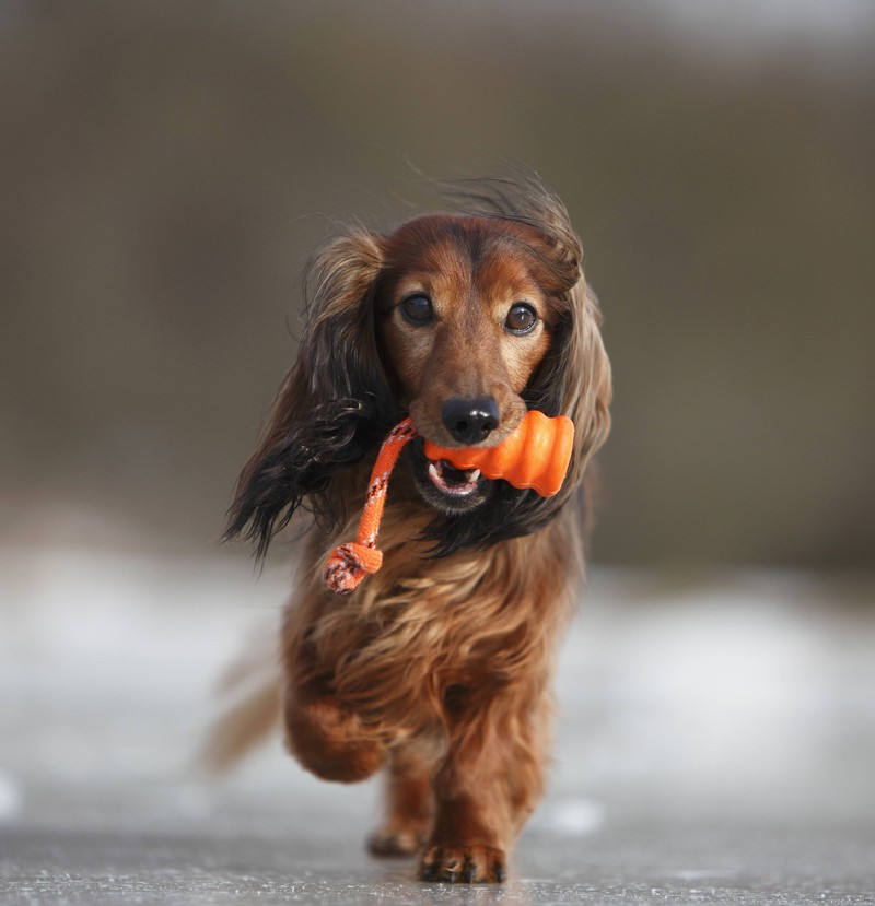 Bestrafungen versteht dein Hund nicht und sie gefährden die Bindung zwischen dir und deinem Vierbeiner. Stattdessen solltest du auf positive Bestätigung in den richtigen Momenten setzen.