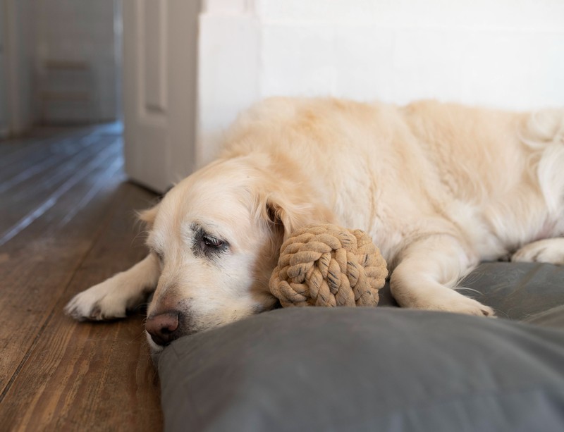 Eventuell hat dein Hund auch ein erhöhtes Bedürfnis an Gesellschaft. Hier könnte man über einen Zweithund nachdenken.