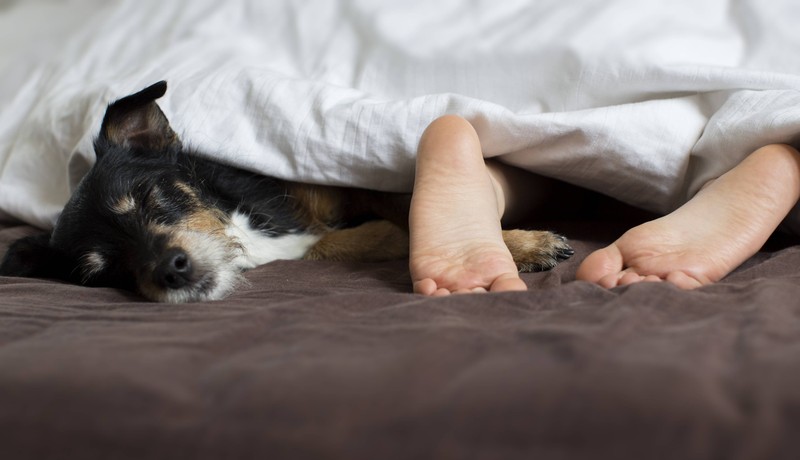 Eventuell hilft es deinem Hund, wenn du ihn nachts in deinem Zimmer schlafen lässt.