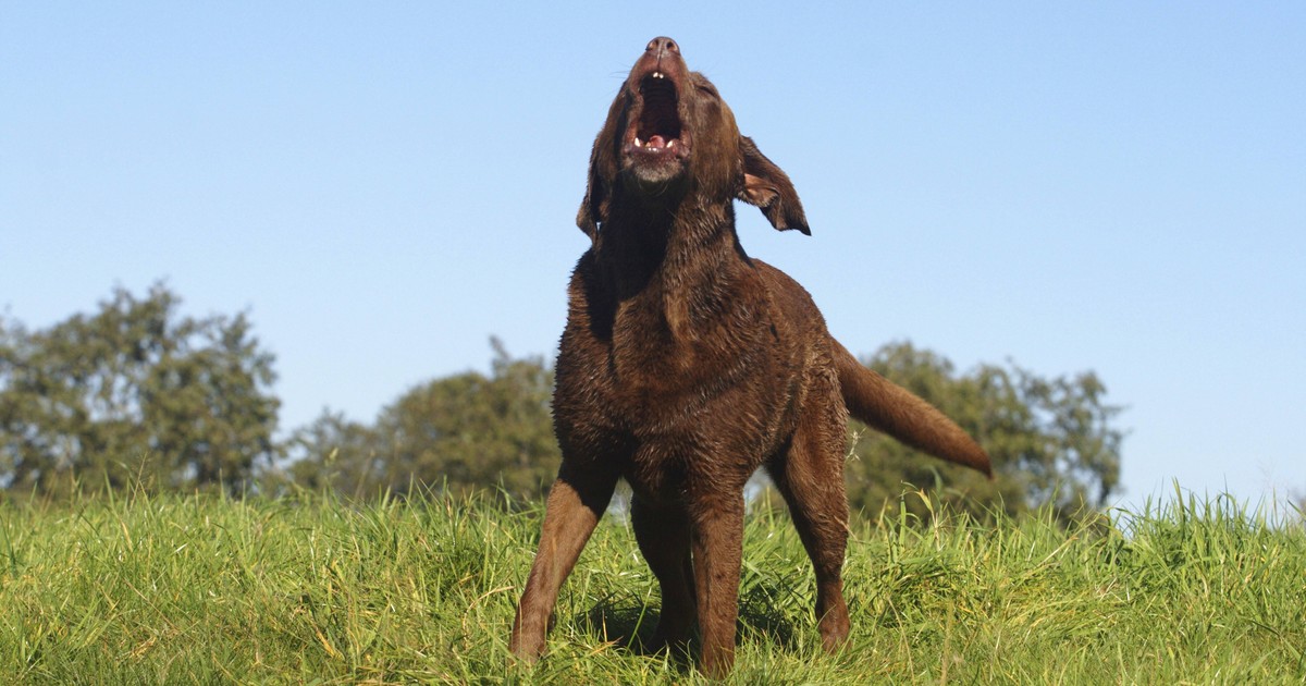 Bellen abgewöhnen: 12 Tipps, wenn dein Hund nicht aufhört zu bellen