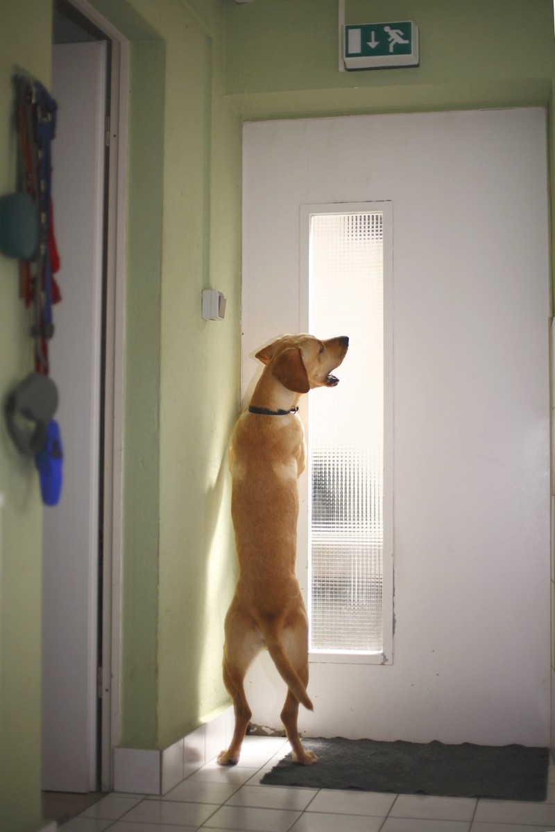 Viele Hunde bellen aus Stress, wenn Frauchen oder Herrchen die Wohnung verlassen.