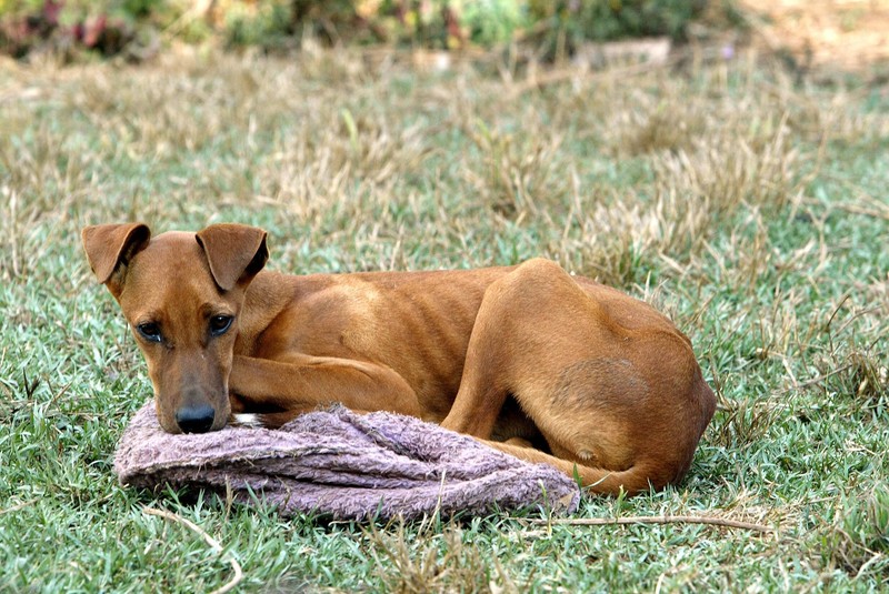 Durchfall kann Hunde schnell schwächen und austrocknen.