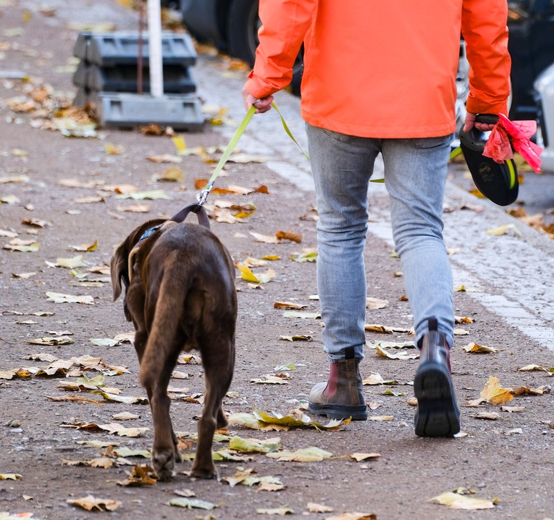 Ein steifer Gang kann bei Hunden auf Gelenk- oder Rückenprobleme hindeuten.