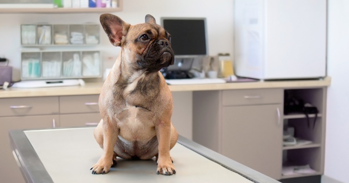 10 Anzeichen, wann du mit deinem Hund zum Tierarzt solltest