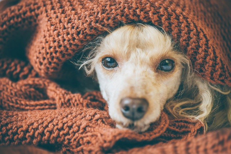 Hund schaut aus Decke hervor