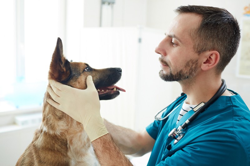 Hund wird beim Tierarzt abgecheckt