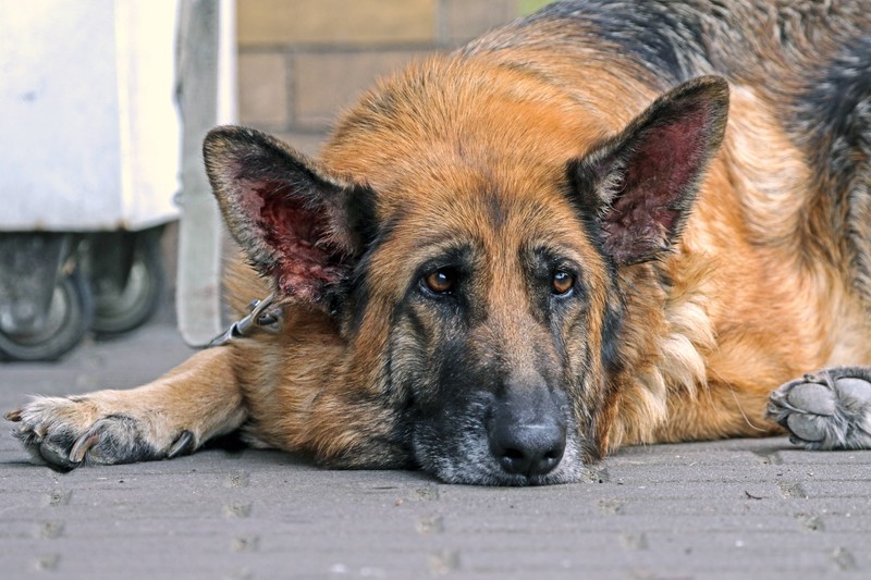 Wenn dein Hund Ausfluss oder Rötungen im Ohr hat und sich häufig kratzt, solltest du zum Tierarzt gehen.