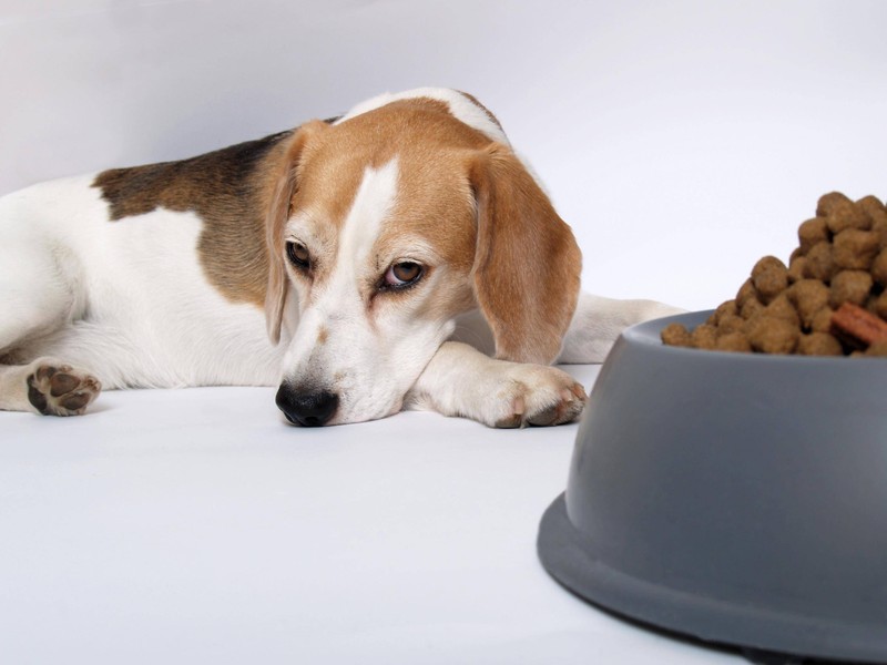 Wenn dein Hund mehrere Mahlzeiten hintereinander ablehnt, obwohl er sonst gern frisst, kann das auf ein gesundheitliches Problem hinweisen.