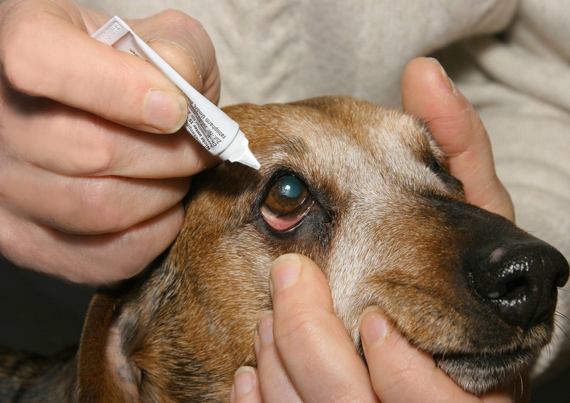 Wenn dein Hund rote, tränende oder trübe Augen hat, sich oft die Augen reibt oder blinzelt, sollte ein Tierarzt die Ursache prüfen.