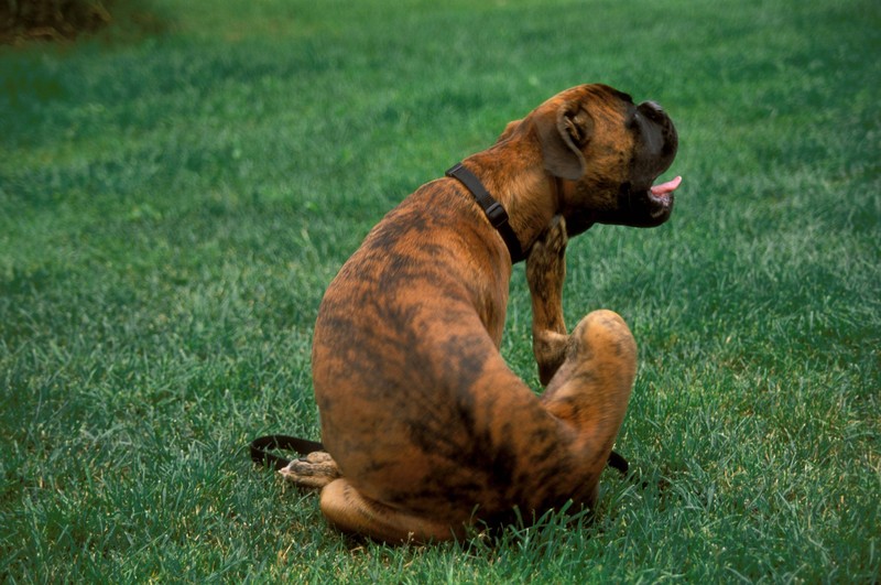 Wenn dein Hund sich ungewöhnlich viel kratzt, solltest du nach einigen Tagen zum Tierarzt gehen.