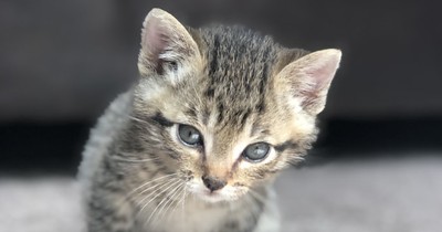 10 Dinge, die du wissen solltest, wenn du eine Babykatze adoptierst