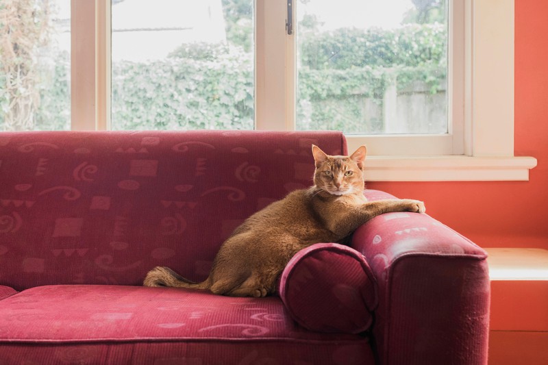 Warum man Katzen niemals bei gekipptem Fenster alleine