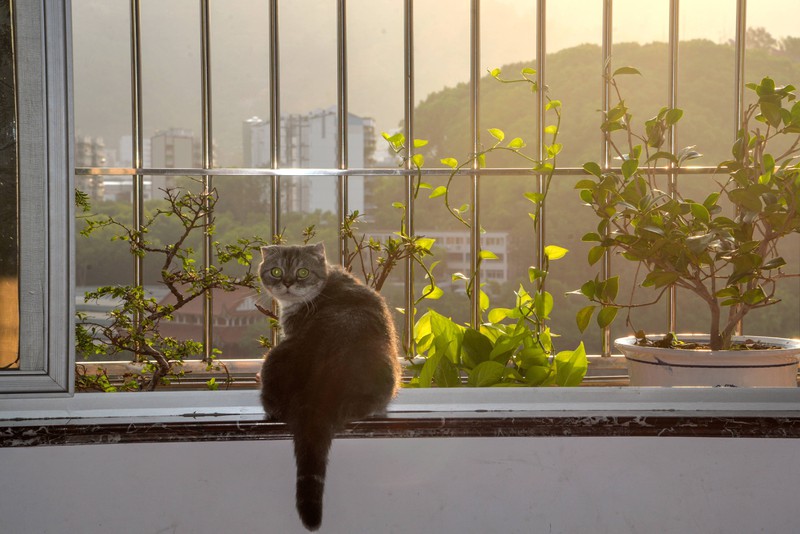 Warum man Katzen niemals bei gekipptem Fenster alleine