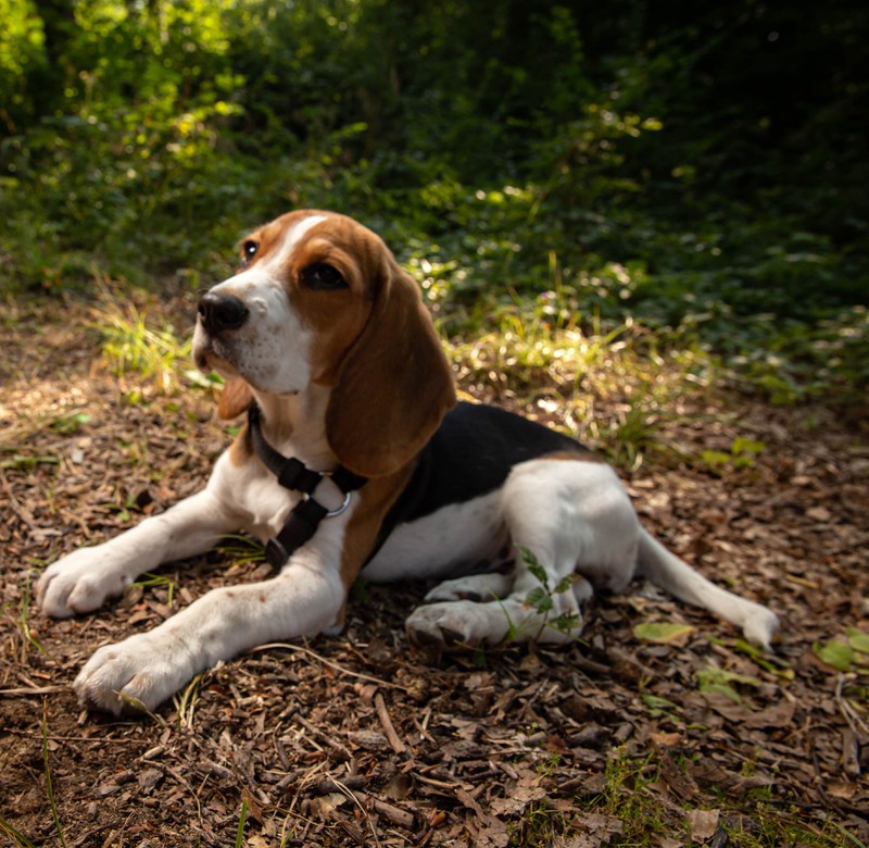 Beagles sind Jagdhunde, die sehr aktiv sind. Sie brauchen einen Besitzer, der das ebenfalls ist.