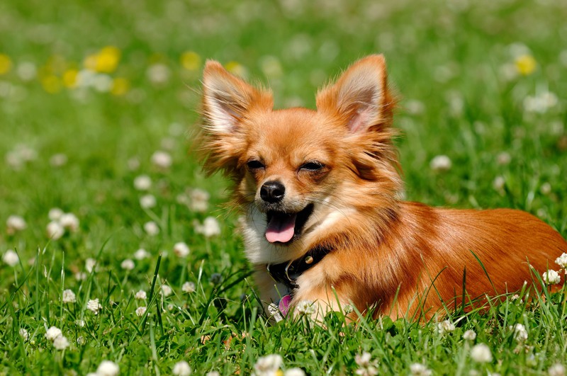 Chihuahuas sind die kleinste Hunderasse der Welt und stammen ursprünglich aus Mexiko.