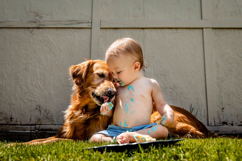 Golden Retriever gelten als absolute Familienhunde.