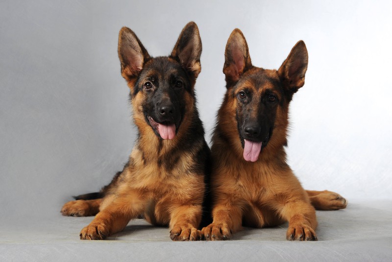 Schäferhunde sind stattliche und elegante Wachhunde.