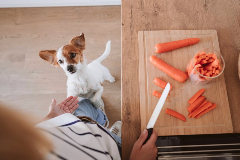 Viele Hunde mögen Karotten, ein gesunder Snack oder nahrhafter Bestandteil von Hundefutter.