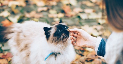 Katzenkekse selber backen: So einfach geht's