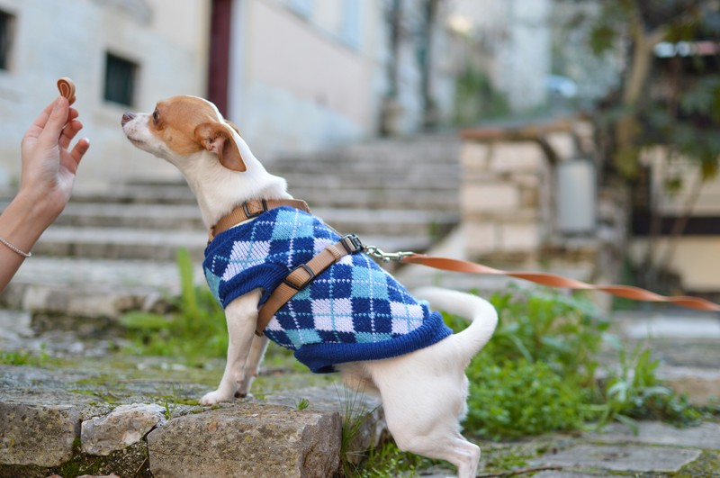 Hund mit Pullover, Leine und Leckerli