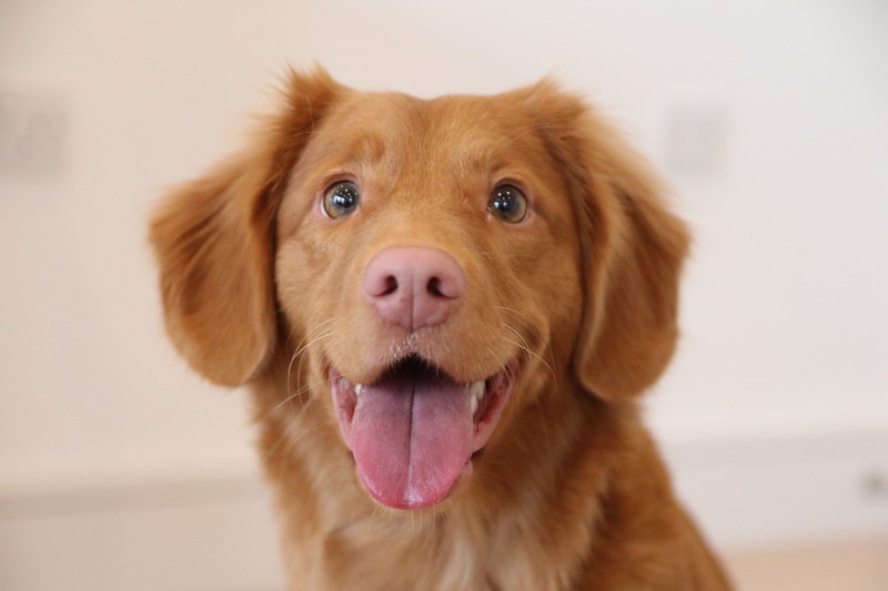 Brauner Hund