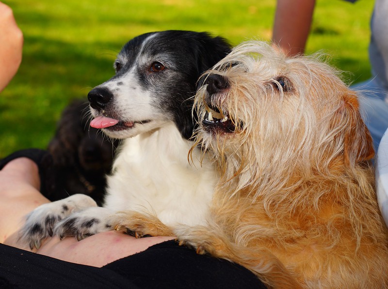 Hunde warten auf Leckerli