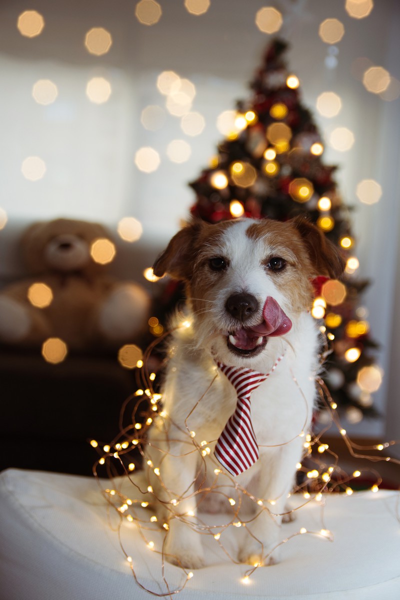 Gift Guide: Was schenkst du deinem Hund zu Weihnachten?