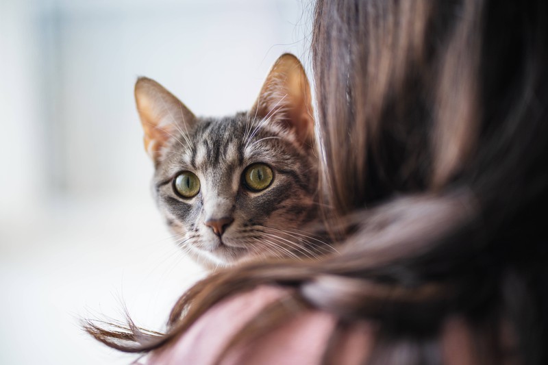 Atemprobleme bei Katzen sollten immer beim Tierarzt abgeklärt werden