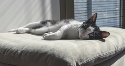 5 Anzeichen, bei denen du mit deiner Katze zum Tierarzt gehen solltest
