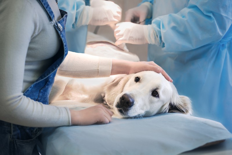 Hund beim Tierarzt, weil er das Anzeichen Durchfall hatte