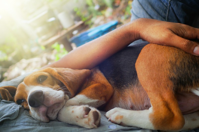 Armer kranker Hund, der zum Tierarzt muss