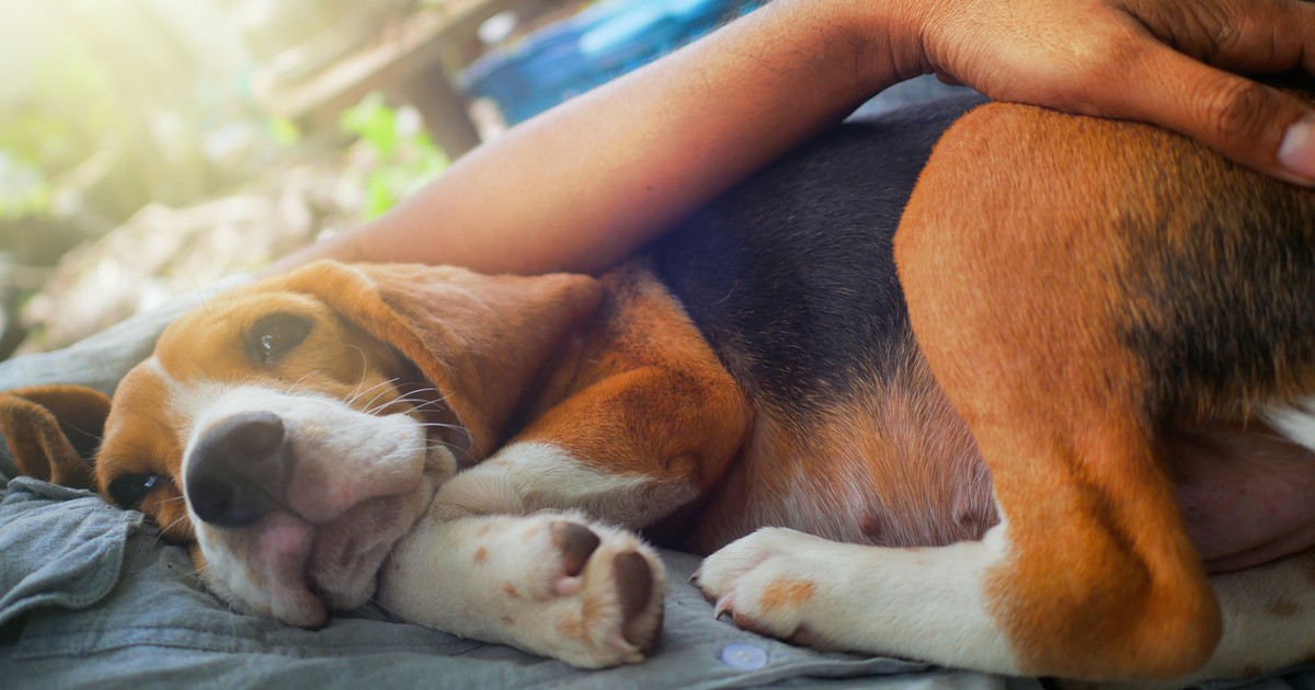 5 Anzeichen, bei denen du mit deinem Hund zum Tierarzt gehen solltest