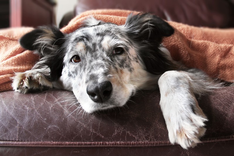 Ein Hund liegt krank im Bett und sollte zum Tierarzt